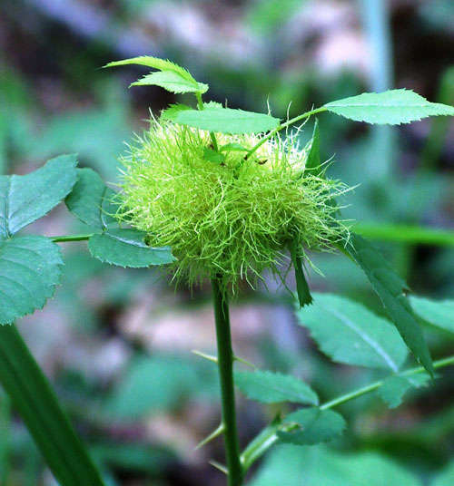 Mossy rose gall